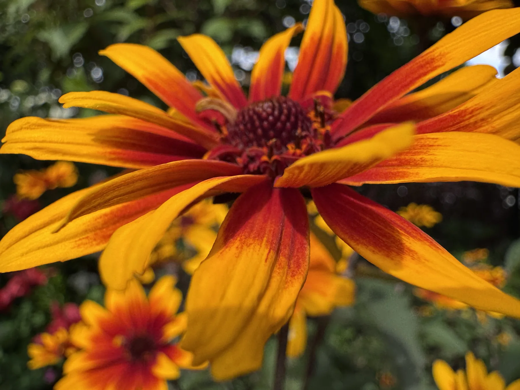 Pomarańczowo-czerwona rudbekia sfotografowana z bardzo bliska